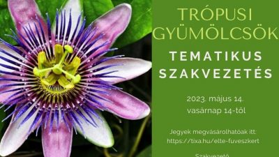 Trópusi gyümölcsök és ehető növények - tematikus szakvezetés